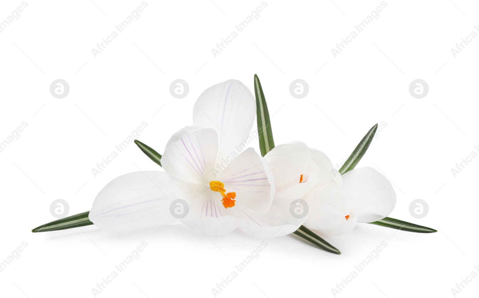 Photo of Beautiful fresh crocus flowers on white background