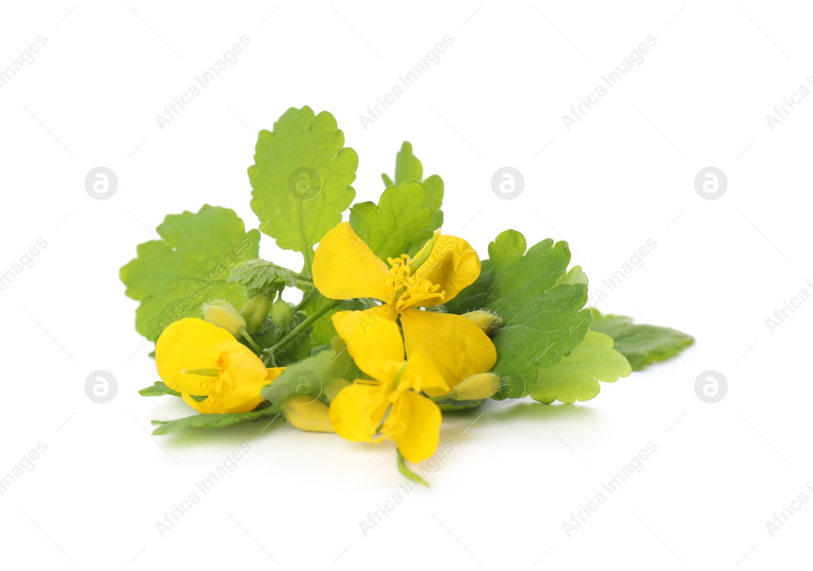 Photo of Celandine with yellow flowers and green leaves isolated on white