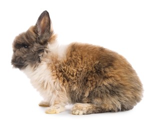 Photo of Cute little rabbit on white background. Adorable pet