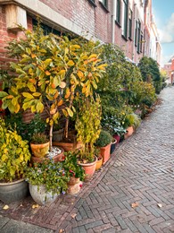 View of city street with many beautiful green plants outdoors