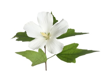 Photo of Beautiful tropical Hibiscus flower on white background