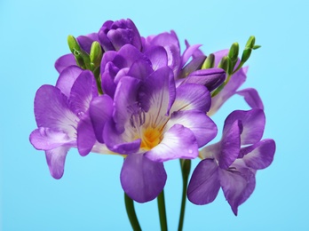 Photo of Beautiful freesia flowers on color background