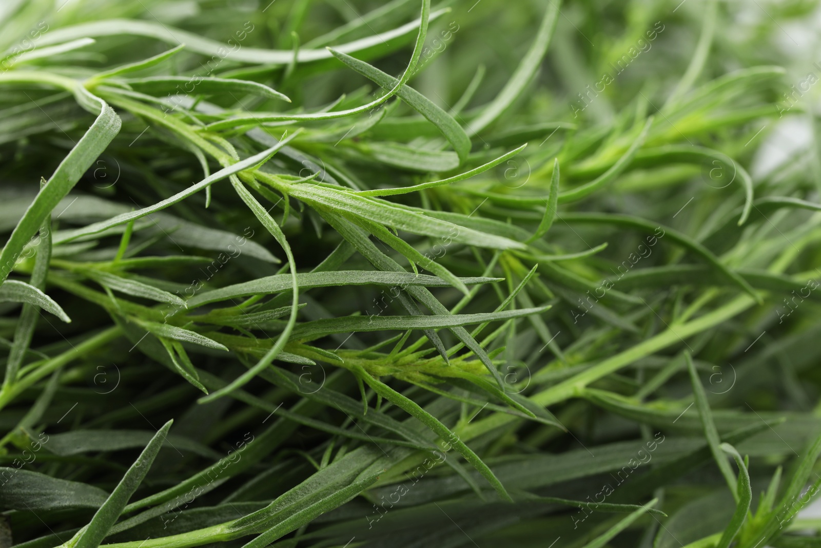 Photo of Fresh tarragon sprigs on blurred background, closeup