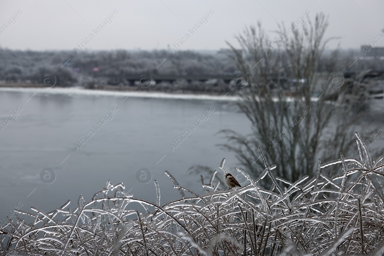 Photo of Sparrow on shrub covered in ice glaze outdoors. Cold winter day