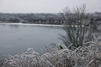 Sparrow on shrub covered in ice glaze outdoors. Cold winter day