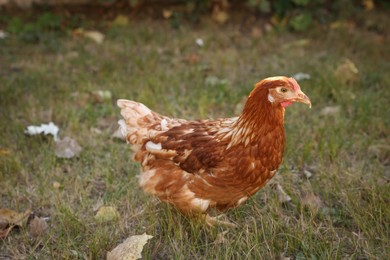 Beautiful chicken on green grass in farmyard. Domestic animal