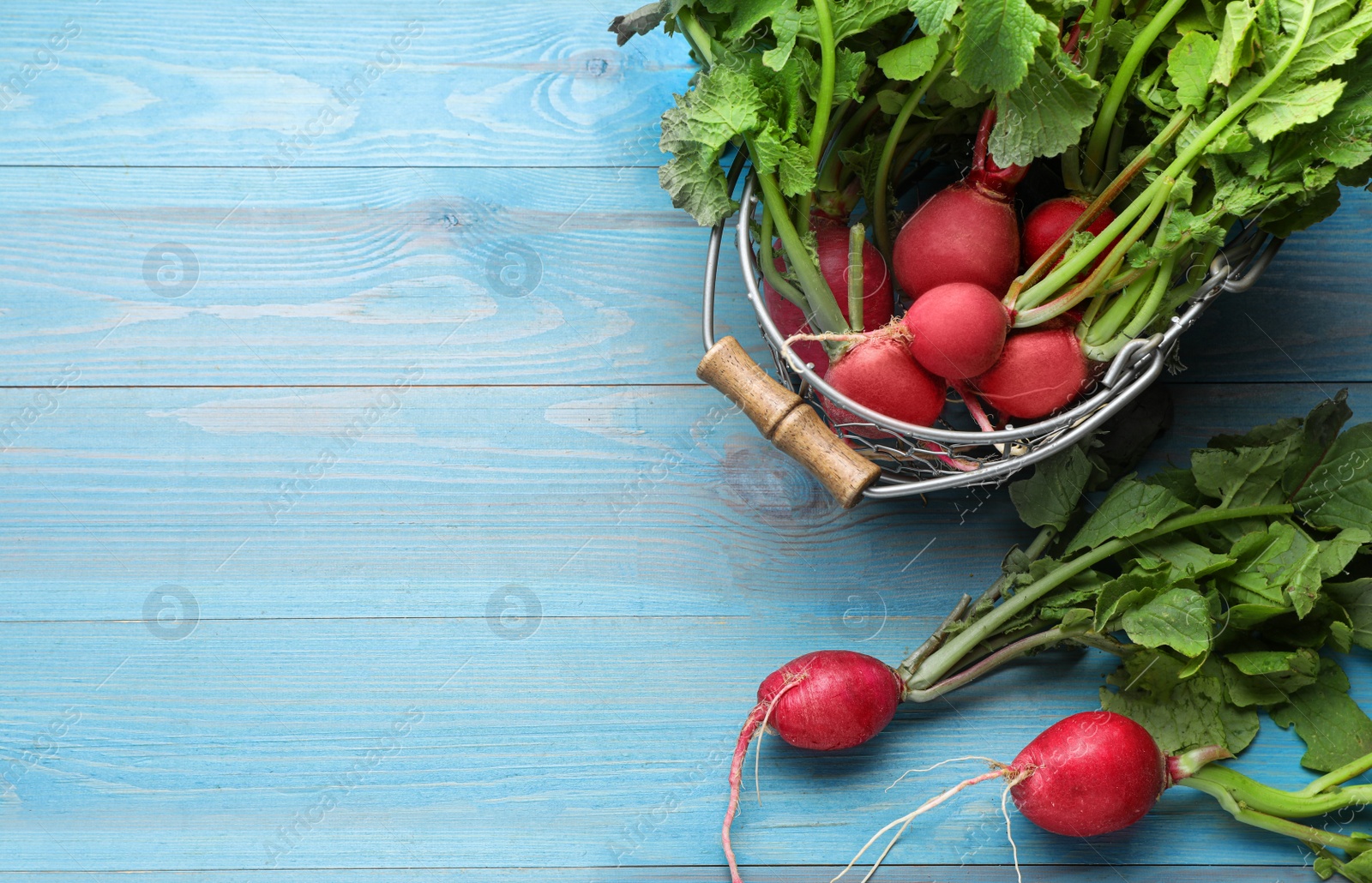 Photo of Metal basket with fresh ripe radishes on light blue wooden table, flat lay. Space for text