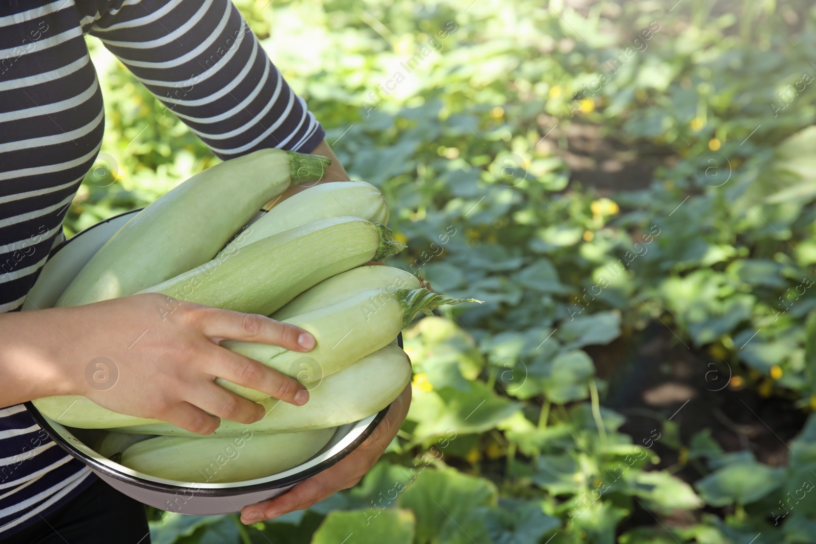 Photo of Woman holding bowl with ripe squashes in garden, closeup