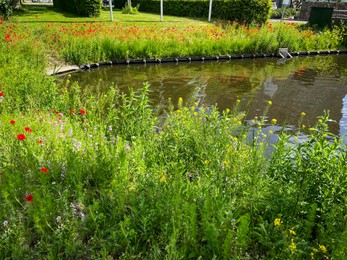 Beautiful view of different flowers near lake on sunny day