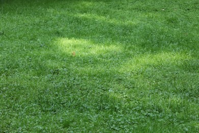 Fresh green grass growing outdoors in summer