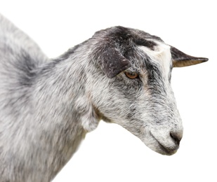 Image of Cute goatling on white background. Animal husbandry