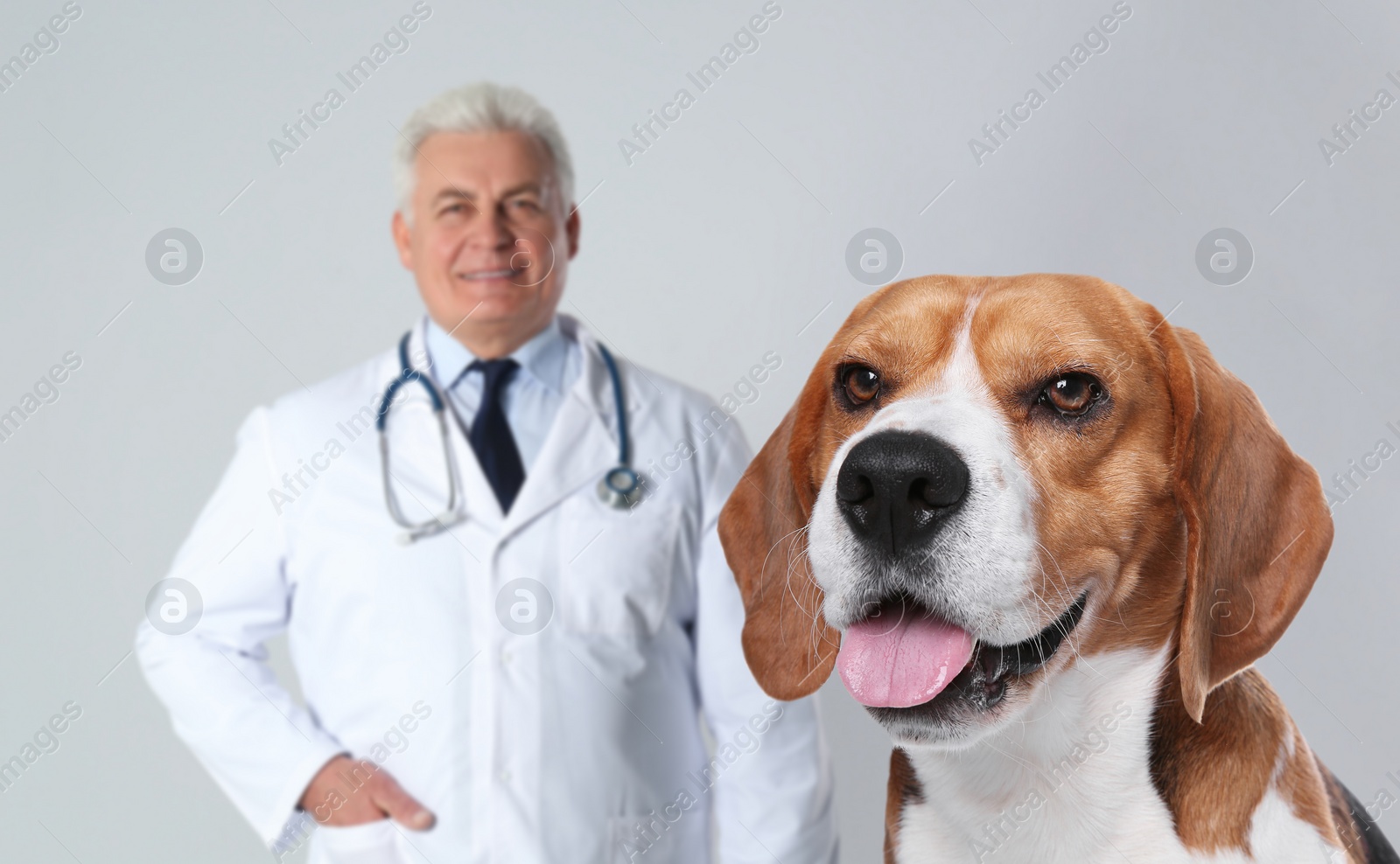 Image of Cute Beagle dog and senior veterinarian on light background