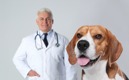 Cute Beagle dog and senior veterinarian on light background