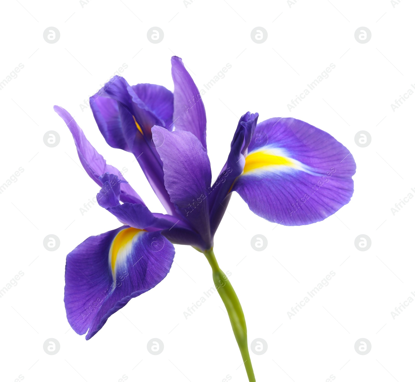 Photo of Beautiful violet iris flower isolated on white