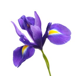 Beautiful violet iris flower isolated on white