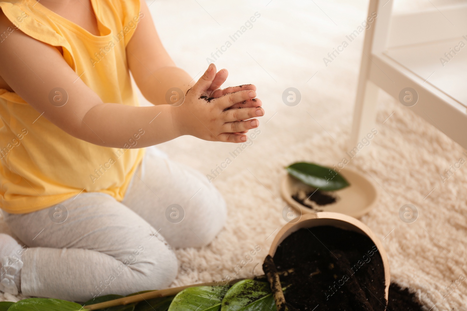 Photo of Little girl near houseplant and broken pot at home, closeup