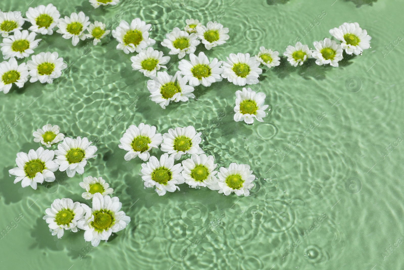 Photo of Beautiful chrysanthemum flowers in water on green background