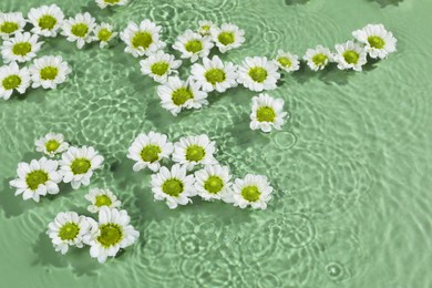 Beautiful chrysanthemum flowers in water on green background