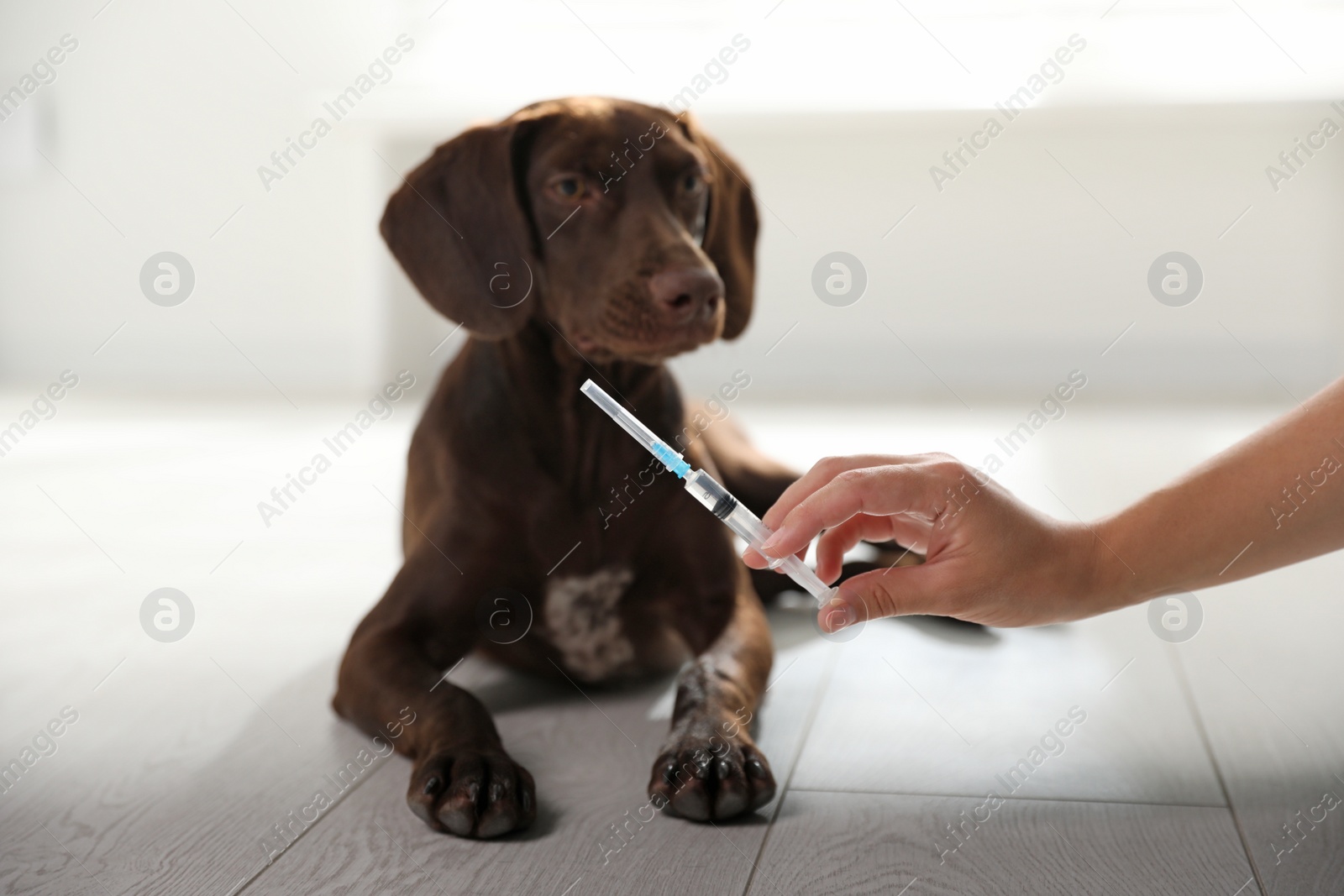 Photo of Woman with syringe near dog indoors, closeup. Pet vaccination