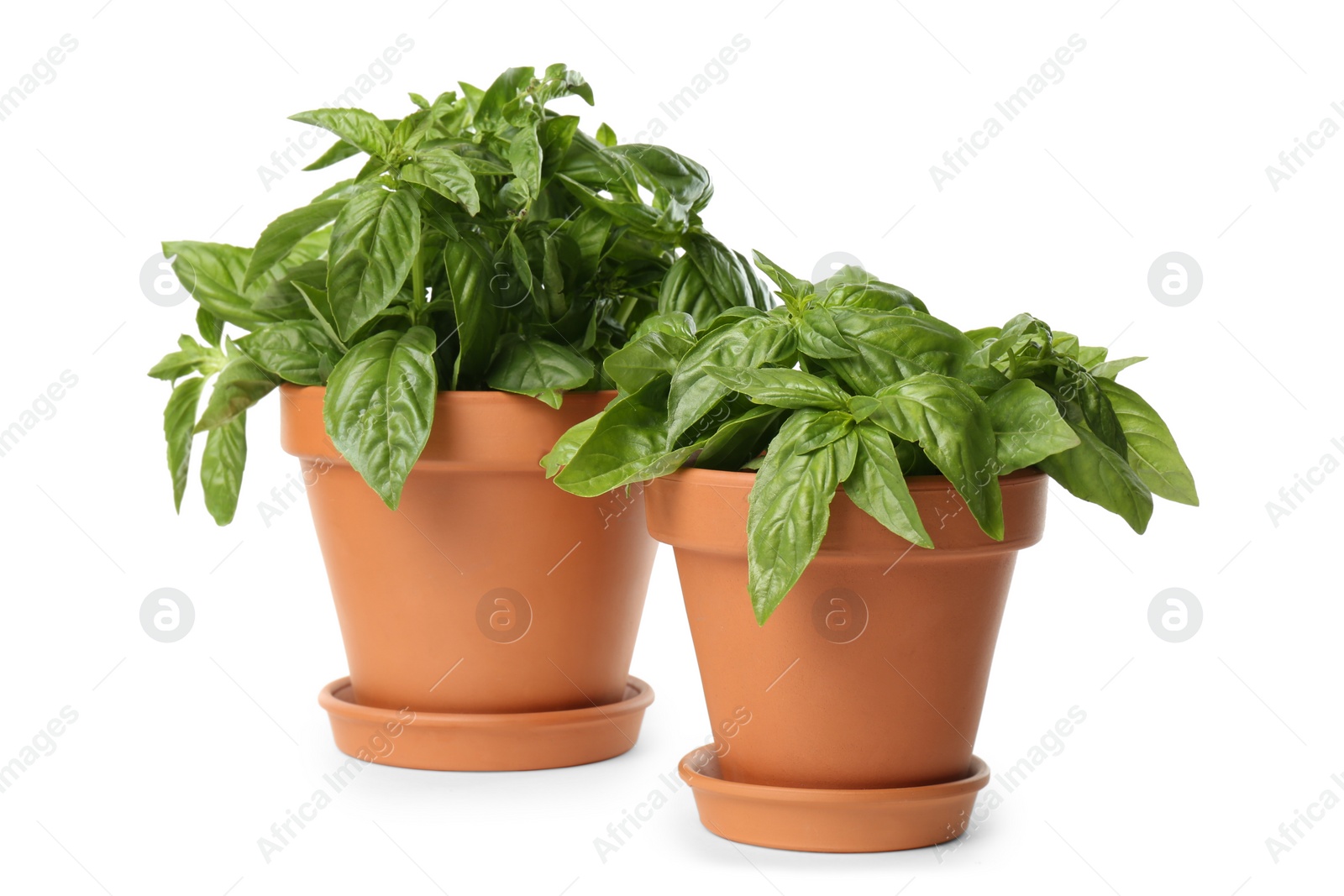 Photo of Lush green basil in pots on white background