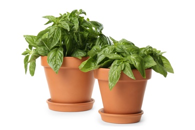 Lush green basil in pots on white background