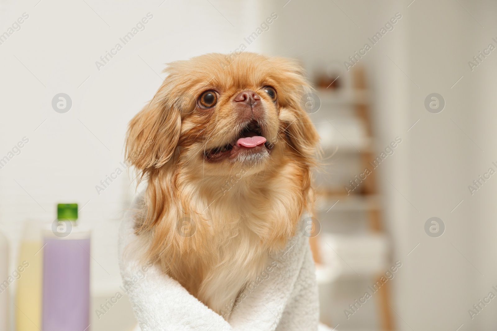 Photo of Cute Pekingese dog with towel in bathroom. Pet hygiene