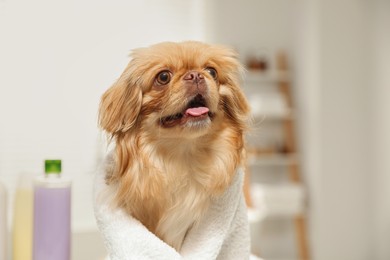 Photo of Cute Pekingese dog with towel in bathroom. Pet hygiene