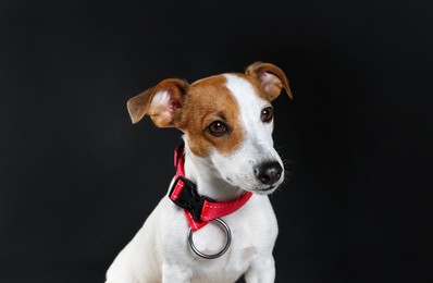 Photo of Adorable Jack Russell terrier with collar on black background