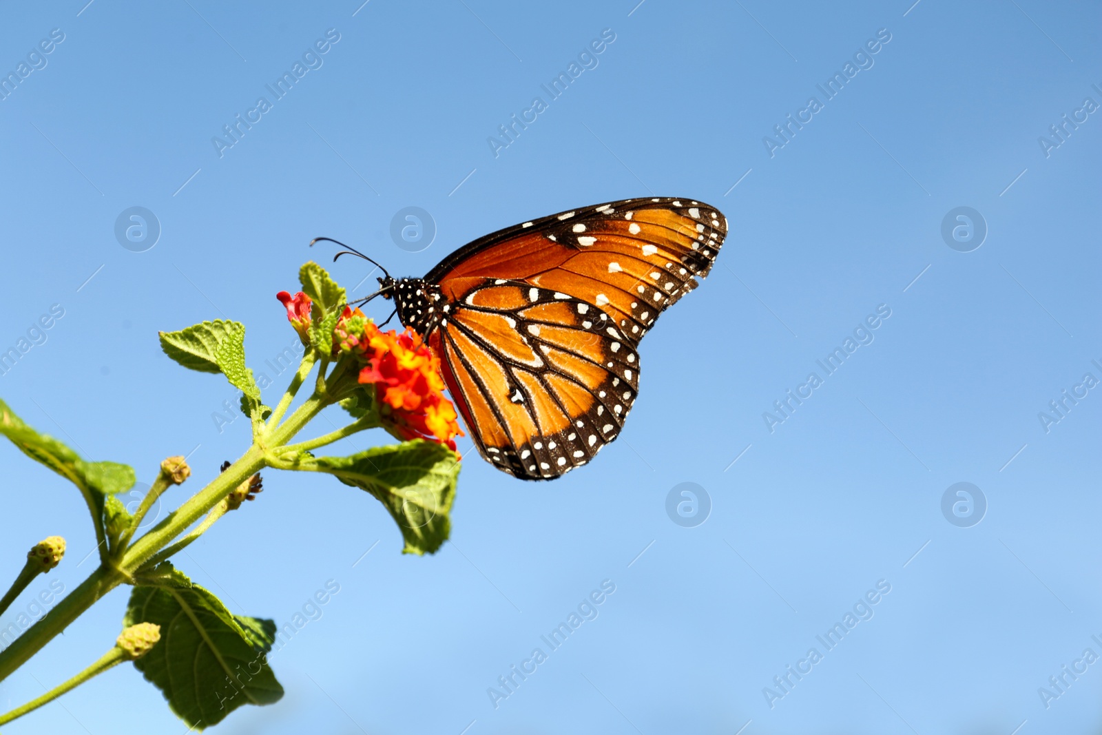 Photo of Beautiful orange Monarch butterfly on plant outdoors