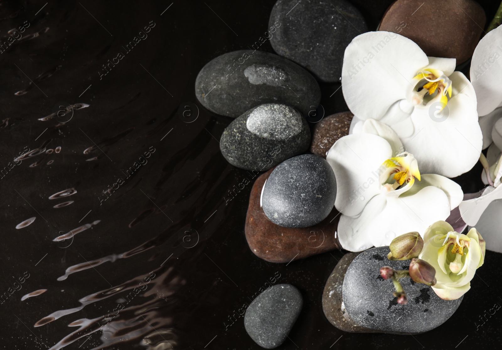 Photo of Stones and orchid flowers in water on black background, flat lay with space for text. Zen lifestyle