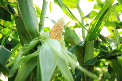 Ripe corn cob in field on sunny day