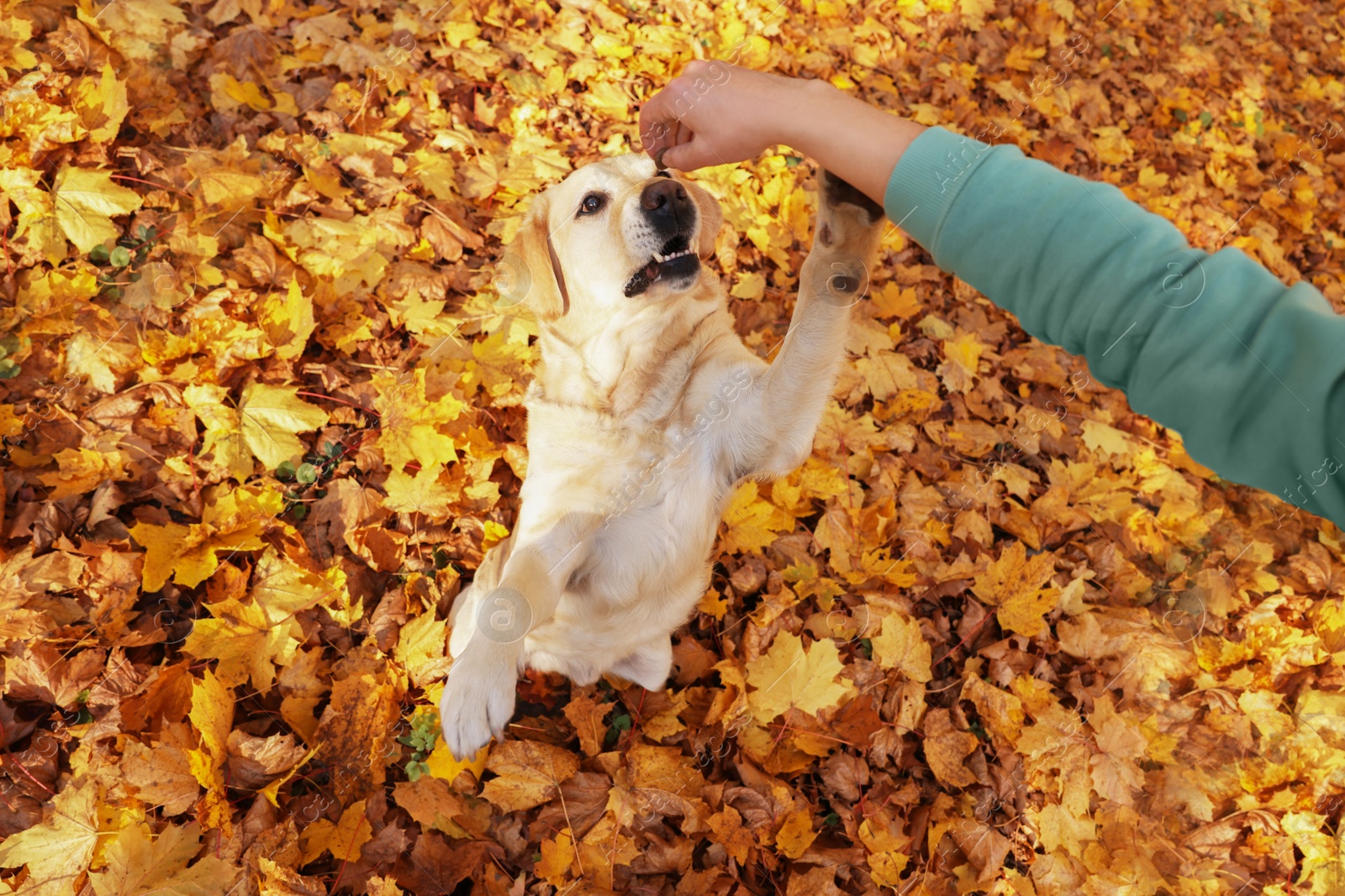 Photo of Man playing with cute Labrador Retriever dog on fallen leaves outdoors, top view