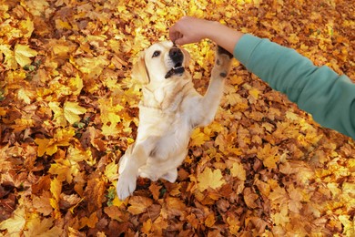 Photo of Man playing with cute Labrador Retriever dog on fallen leaves outdoors, top view
