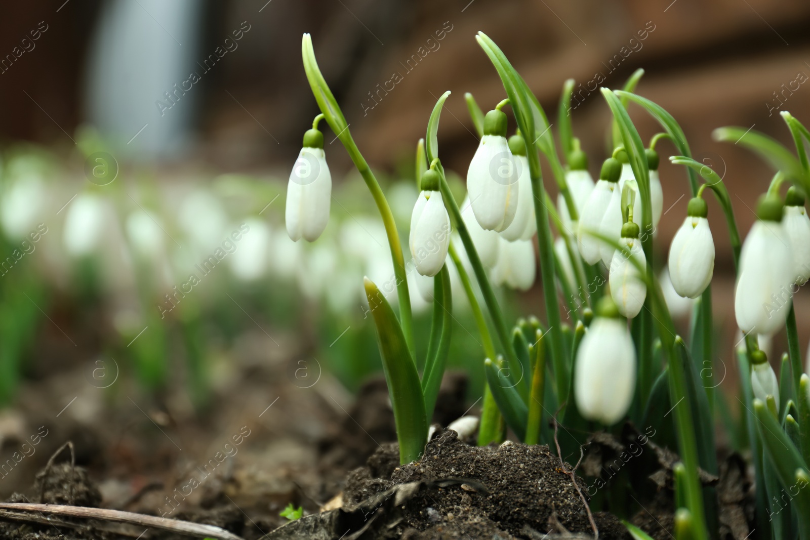 Photo of Fresh blooming snowdrop flowers growing in soil outdoors, space for text