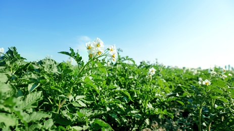 Beautiful field with blooming potato bushes on sunny day