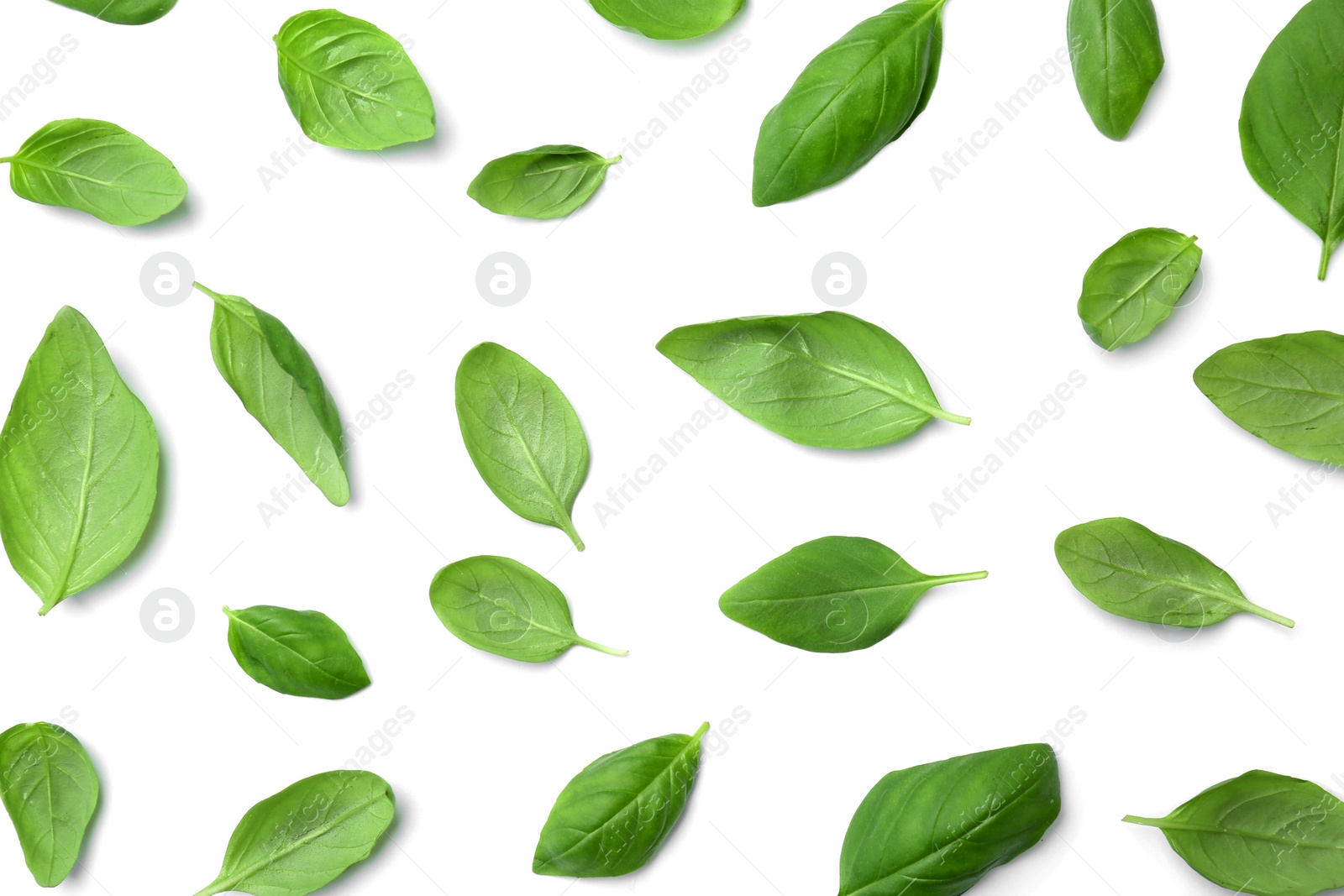 Photo of Fresh green basil leaves on white background, top view