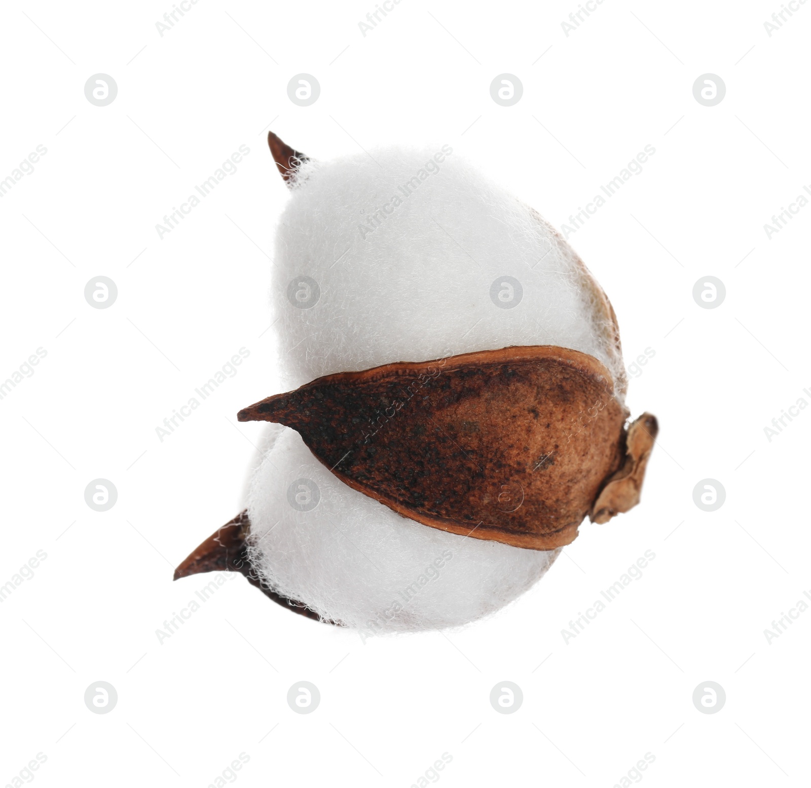 Photo of Beautiful fluffy cotton flower isolated on white