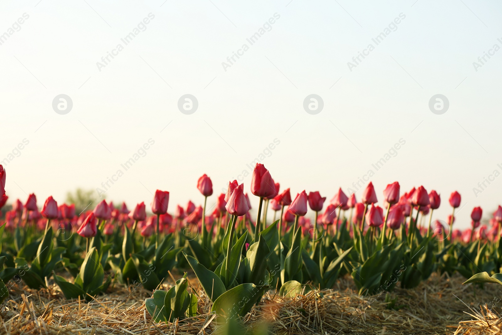 Photo of Field with fresh beautiful tulips. Blooming flowers