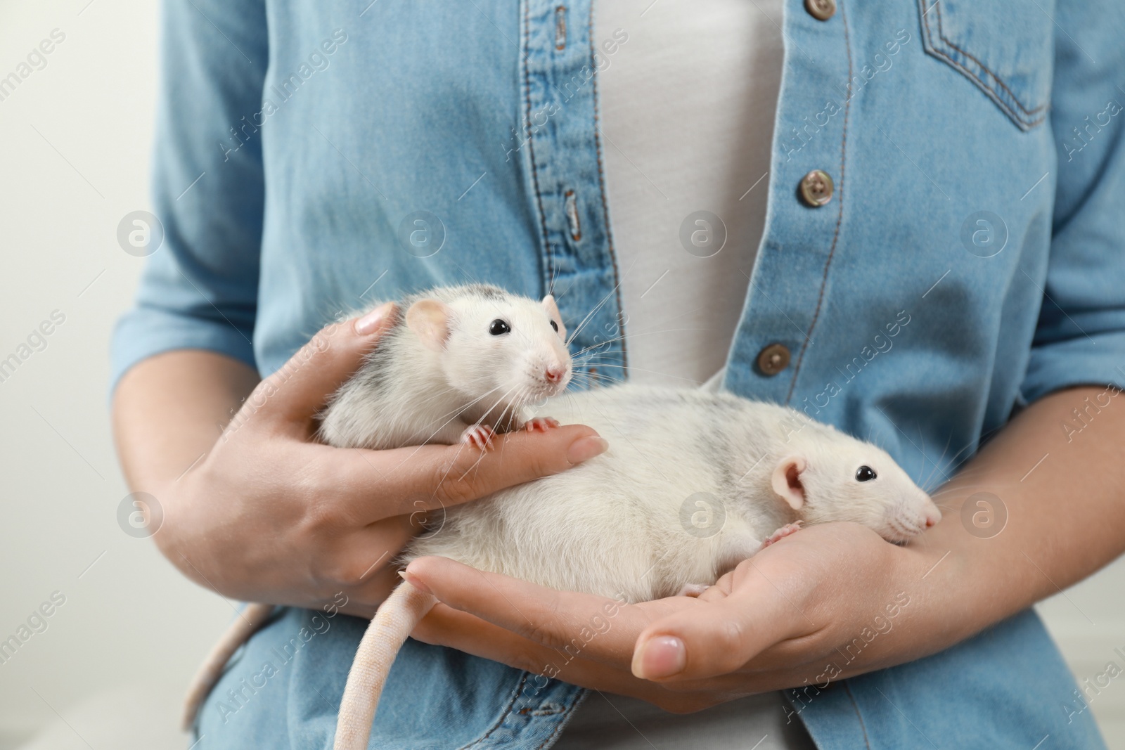 Photo of Young woman holding cute small rats, closeup