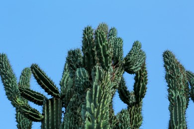 Photo of Beautiful green cactus growing against blue sky