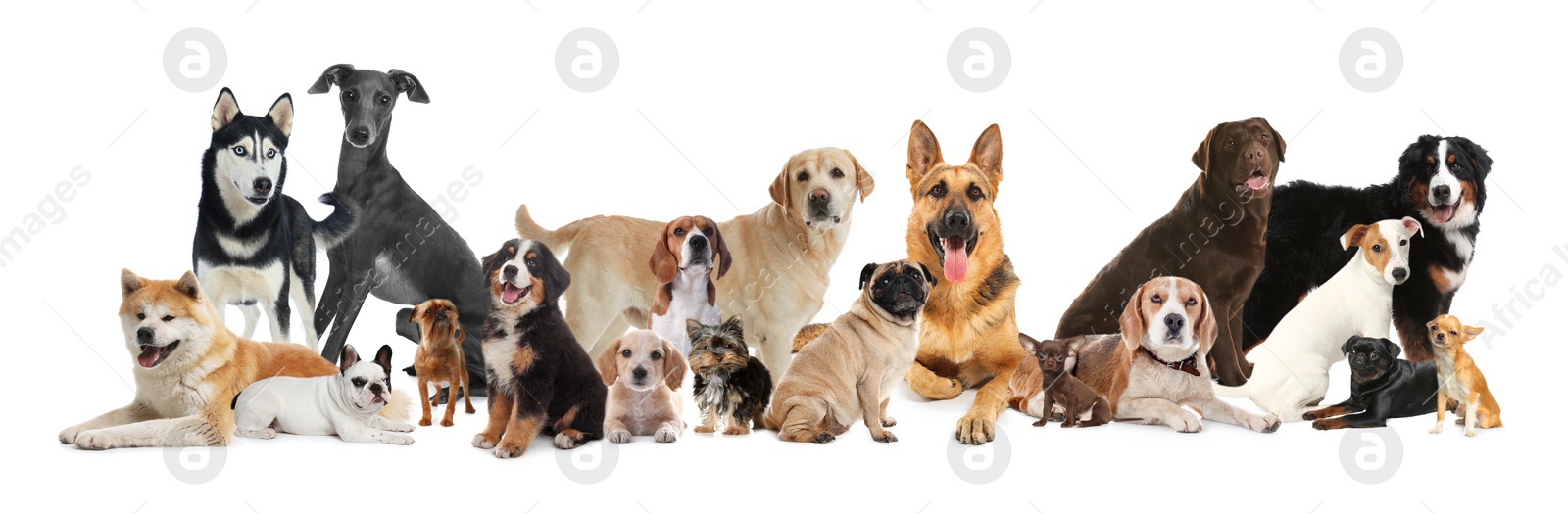 Image of Collage with different dogs on white background. Banner design