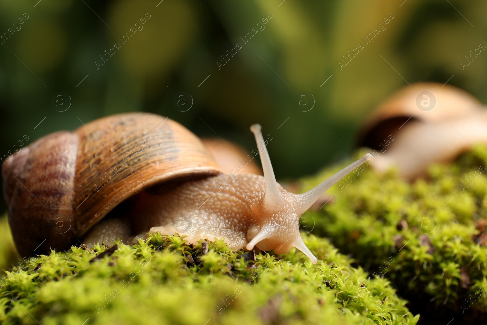 Photo of Common garden snail crawling on green moss outdoors, closeup