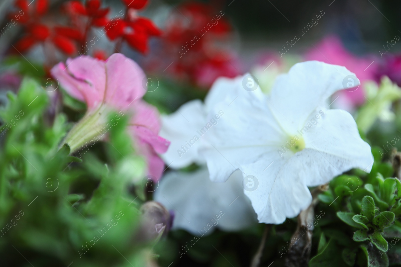 Photo of Beautiful garden flowers outdoors. Amazing nature in summer