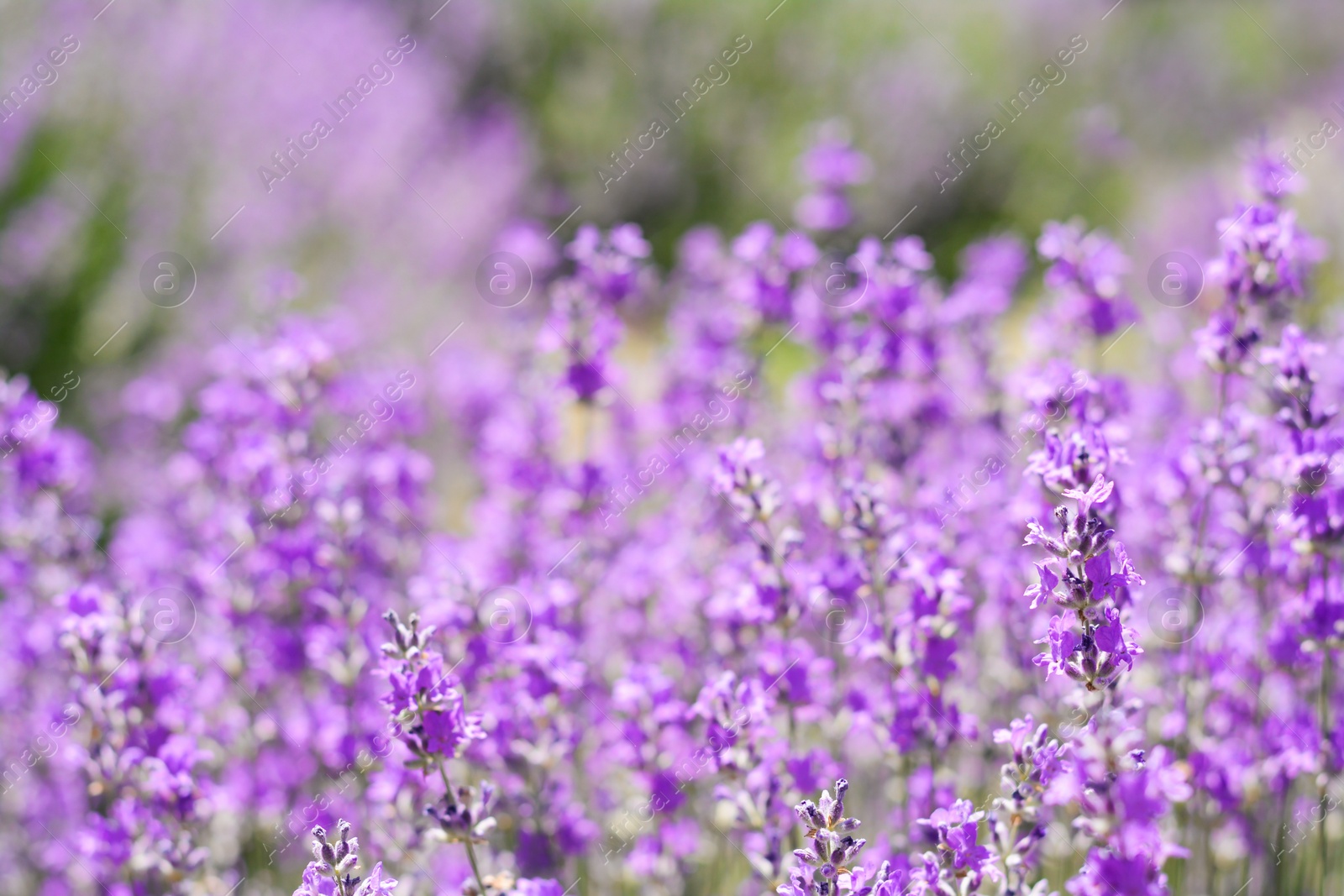 Photo of Beautiful lavender flowers growing in field, closeup