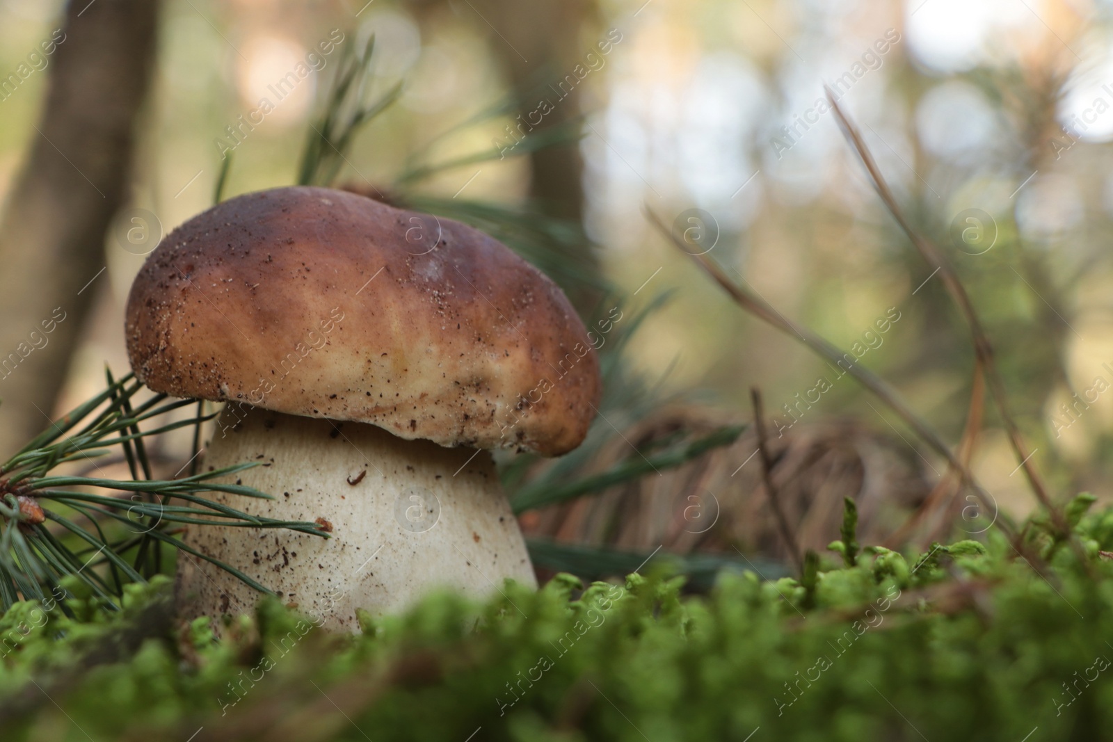 Photo of Beautiful porcini mushroom growing in forest on autumn day, space for text