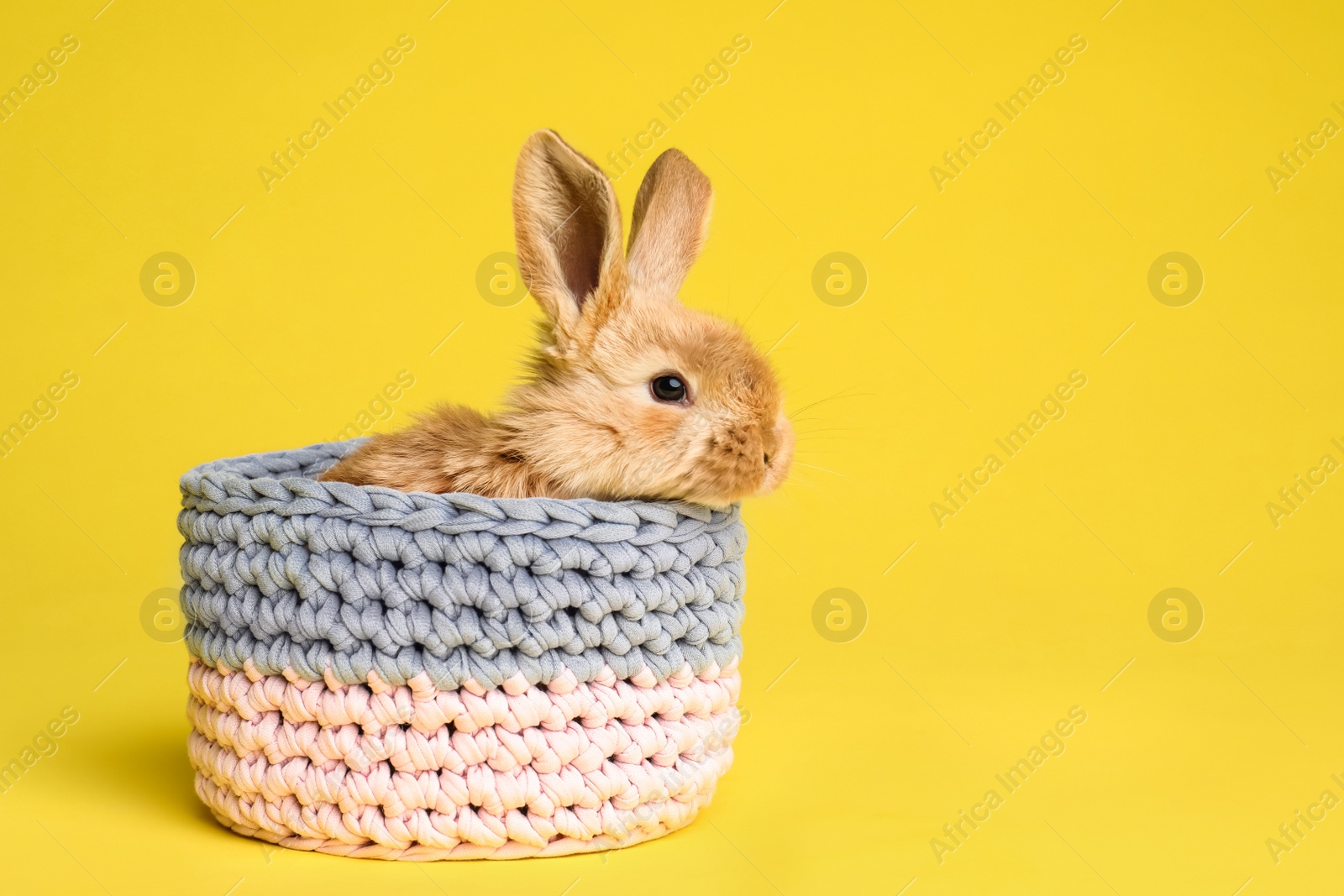 Photo of Adorable furry Easter bunny in basket on color background, space for text