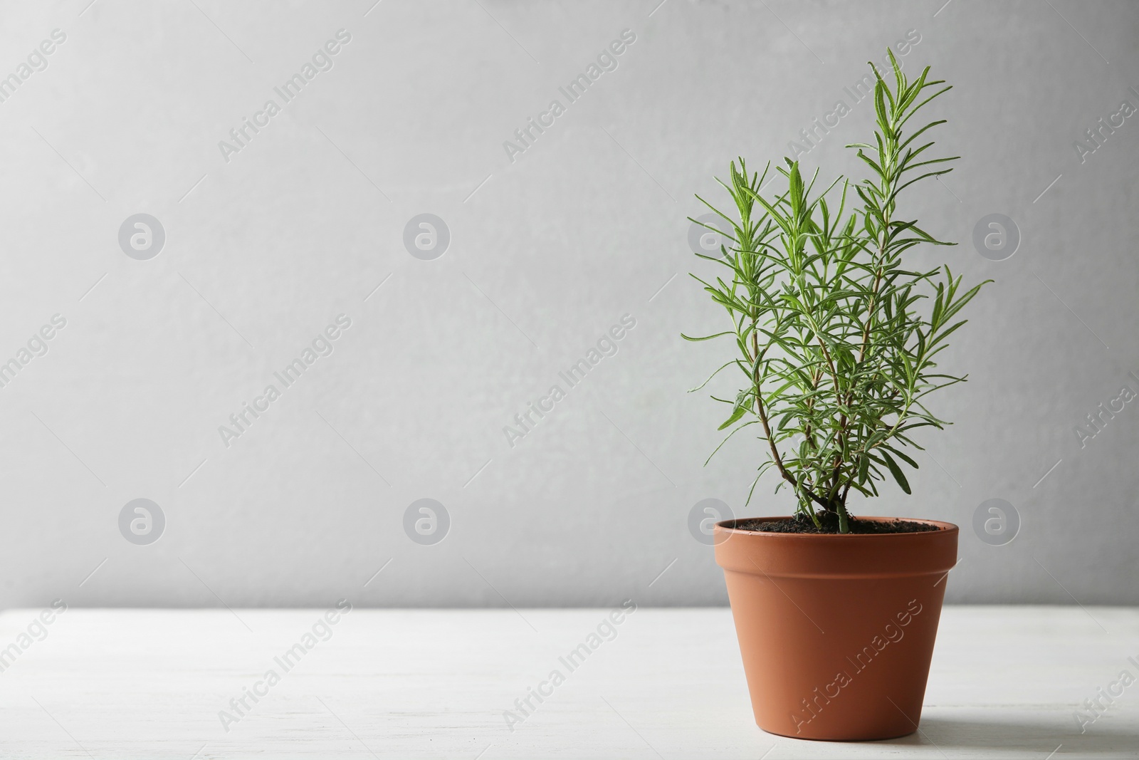 Photo of Pot with green rosemary bush on white wooden table against grey background. Space for text