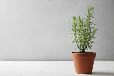 Photo of Pot with green rosemary bush on white wooden table against grey background. Space for text