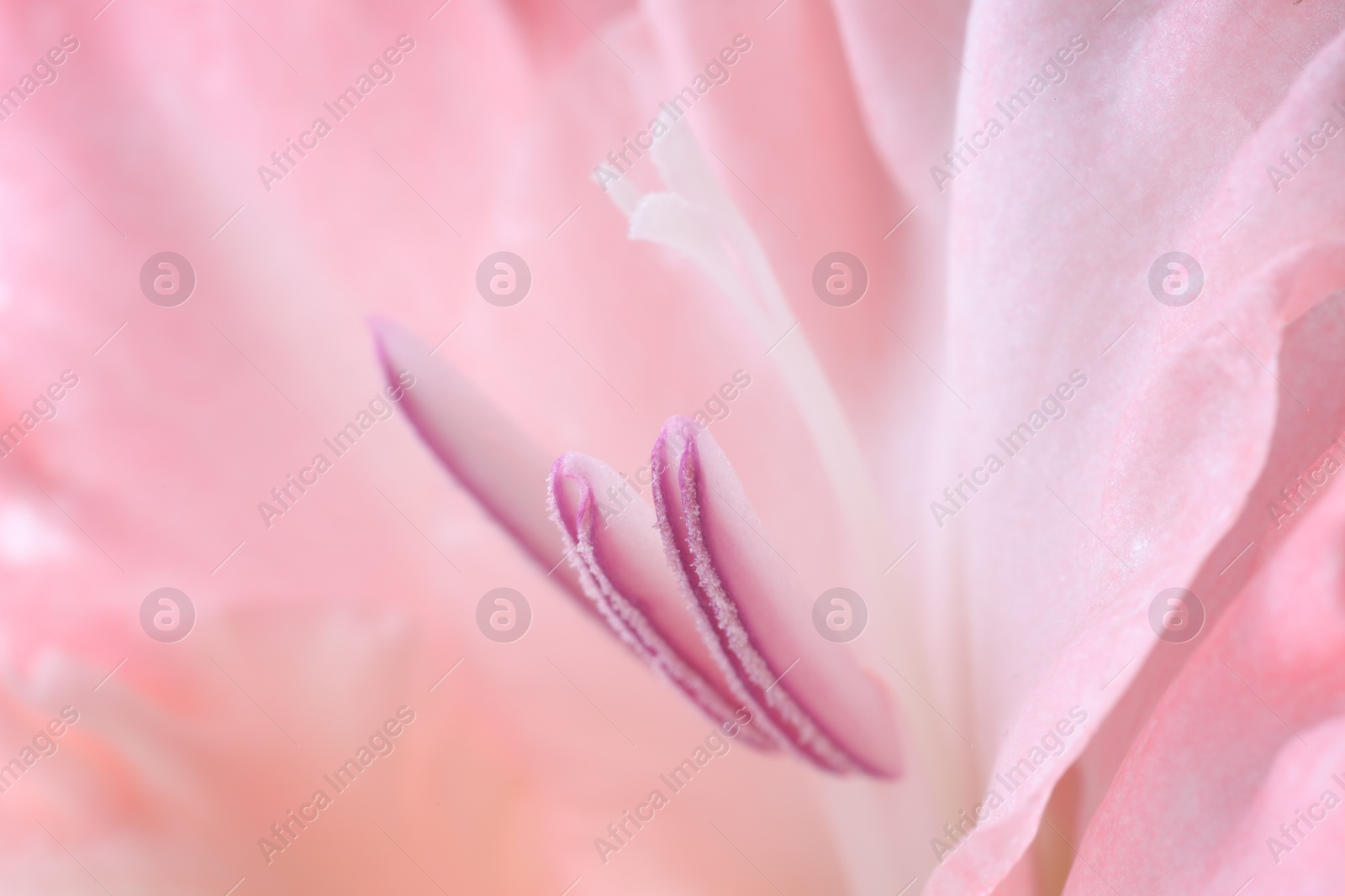 Photo of Beautiful pink gladiolus flower as background, macro view