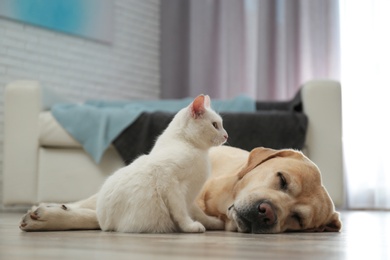 Photo of Adorable dog and cat together on floor indoors. Friends forever